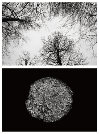Vanished Tree - Snow / 2012